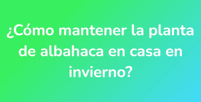 ¿Cómo mantener la planta de albahaca en casa en invierno?