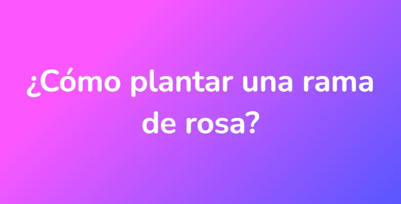 ¿Cómo plantar una rama de rosa?