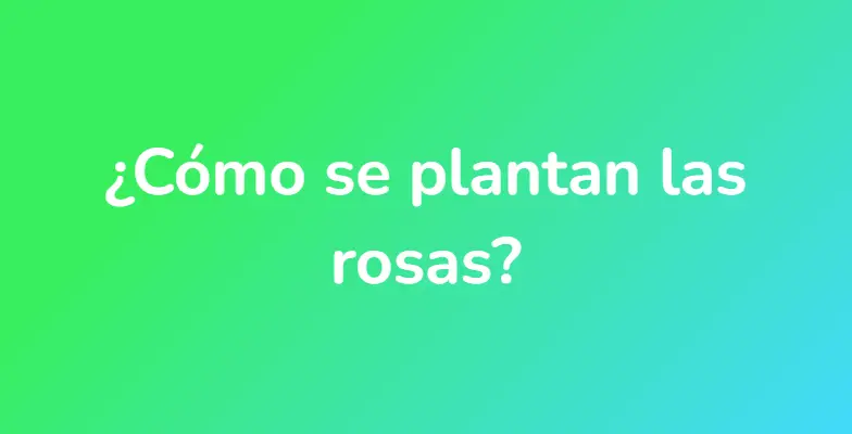 ¿Cómo se plantan las rosas?