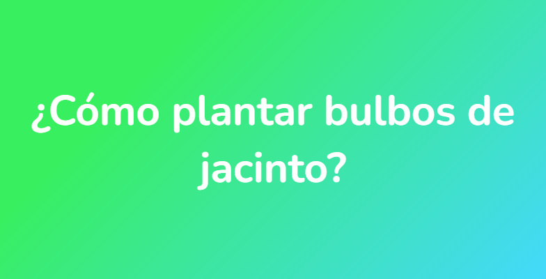 ¿Cómo plantar bulbos de jacinto?