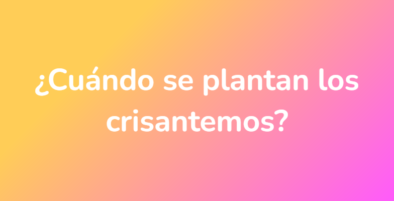 ¿Cuándo se plantan los crisantemos?