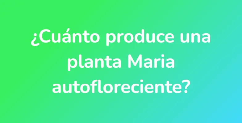 ¿Cuánto produce una planta Maria autofloreciente?
