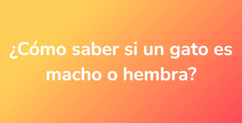 ¿Cómo saber si un gato es macho o hembra?