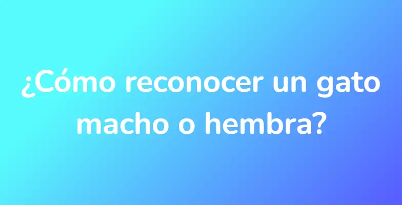 ¿Cómo reconocer un gato macho o hembra?