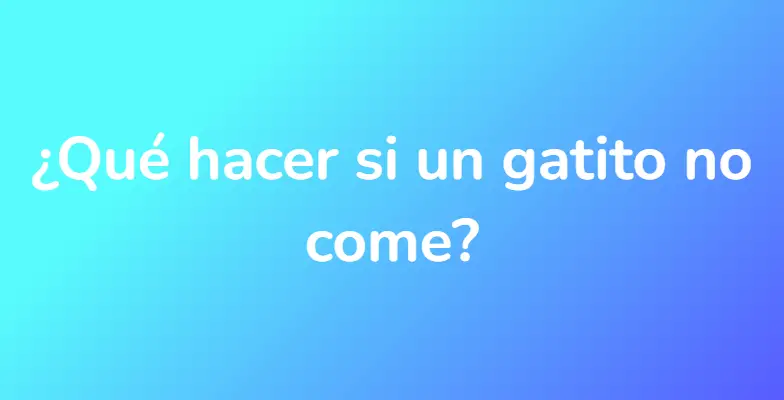 ¿Qué hacer si un gatito no come?