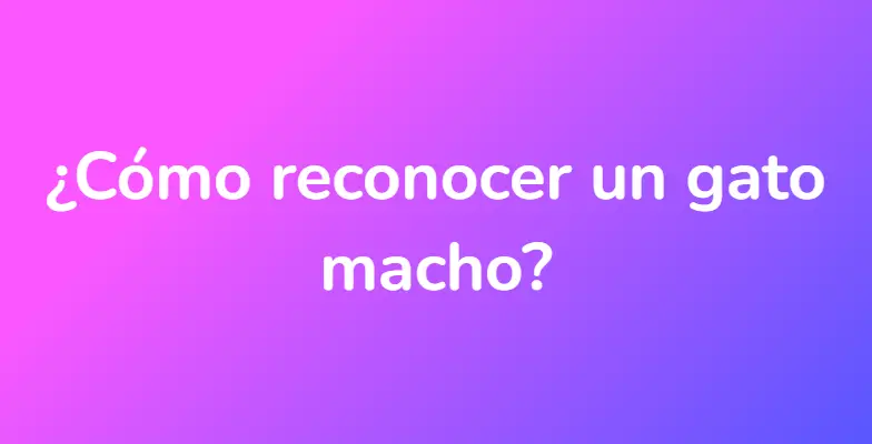 ¿Cómo reconocer un gato macho?